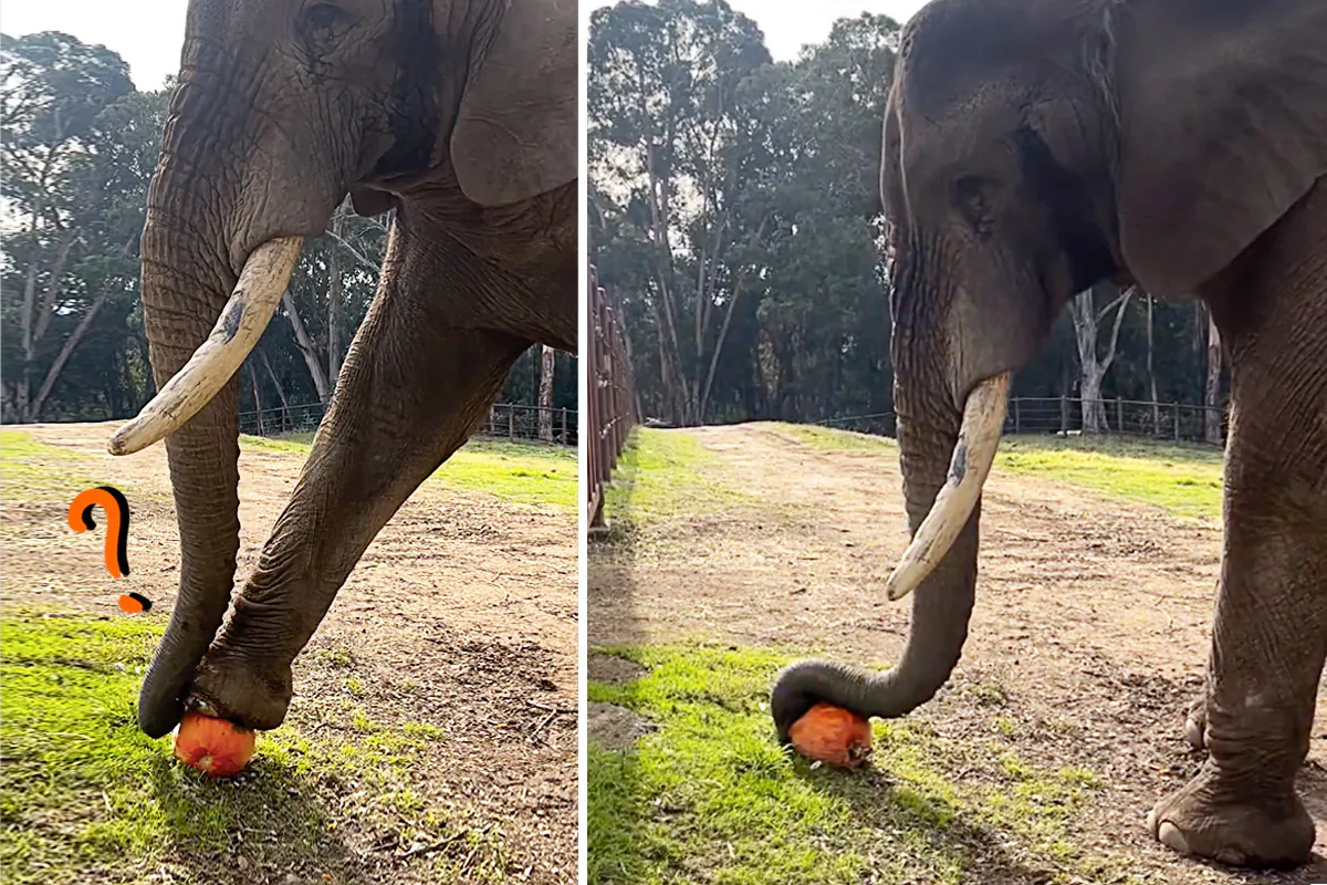 (Courtesy of Oakland Zoo)