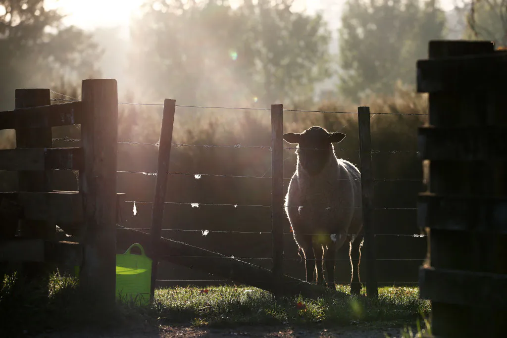 A suffolk ram in the early morning sun at Streamland Suffolk stud in Auckland, New Zealand, on May 9, 2020. (Fiona Goodall/Getty Images)