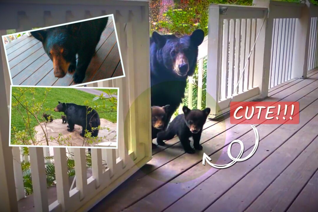 Mother Bear Brings Her First Litter of Cubs to Visit a Man’s House