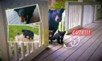 Mother Bear Brings Her First Litter of Cubs to Visit a Man’s House
