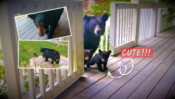 Mother Bear Brings Her First Litter of Cubs to Visit a Man’s House