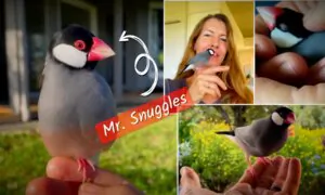 Mr. Snuggles, the Java Sparrow: From Injured Chick to Serenading Companion