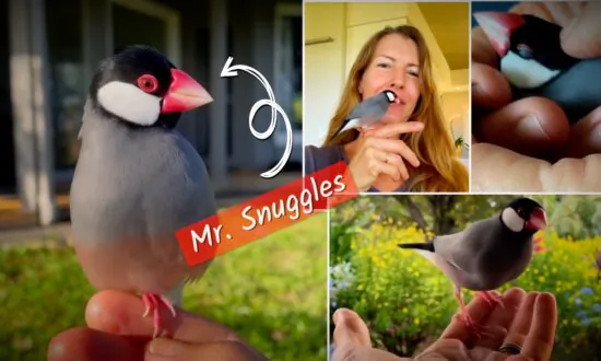 Mr. Snuggles, the Java Sparrow: From Injured Chick to Serenading Companion