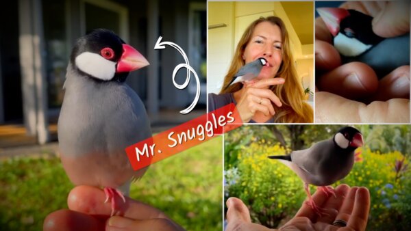 Mr. Snuggles, the Java Sparrow: From Injured Chick to Serenading Companion
