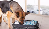 Medications Can Diminish Dog’s Sense of Smell