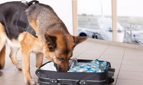 Medications Can Diminish Dog’s Sense of Smell