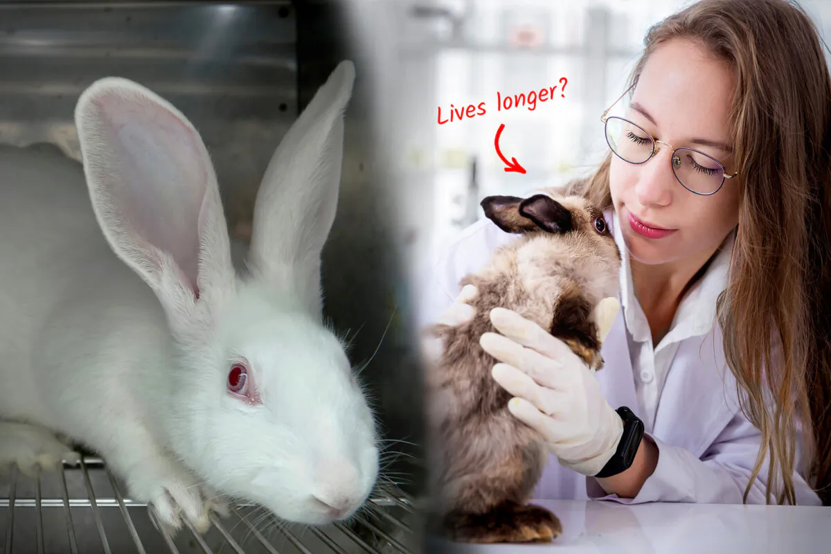 Studies show that social factors may have effects on the health of animals. (A picture designed by The Epoch Times using imagery from unoL/Shutterstock and kckate16/Shutterstock)
