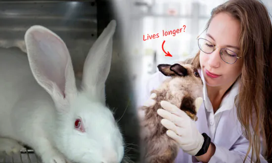 Scientist Discovers Kindness Leads to Heart Health After Unwittingly Sharing Love With Test Rabbits