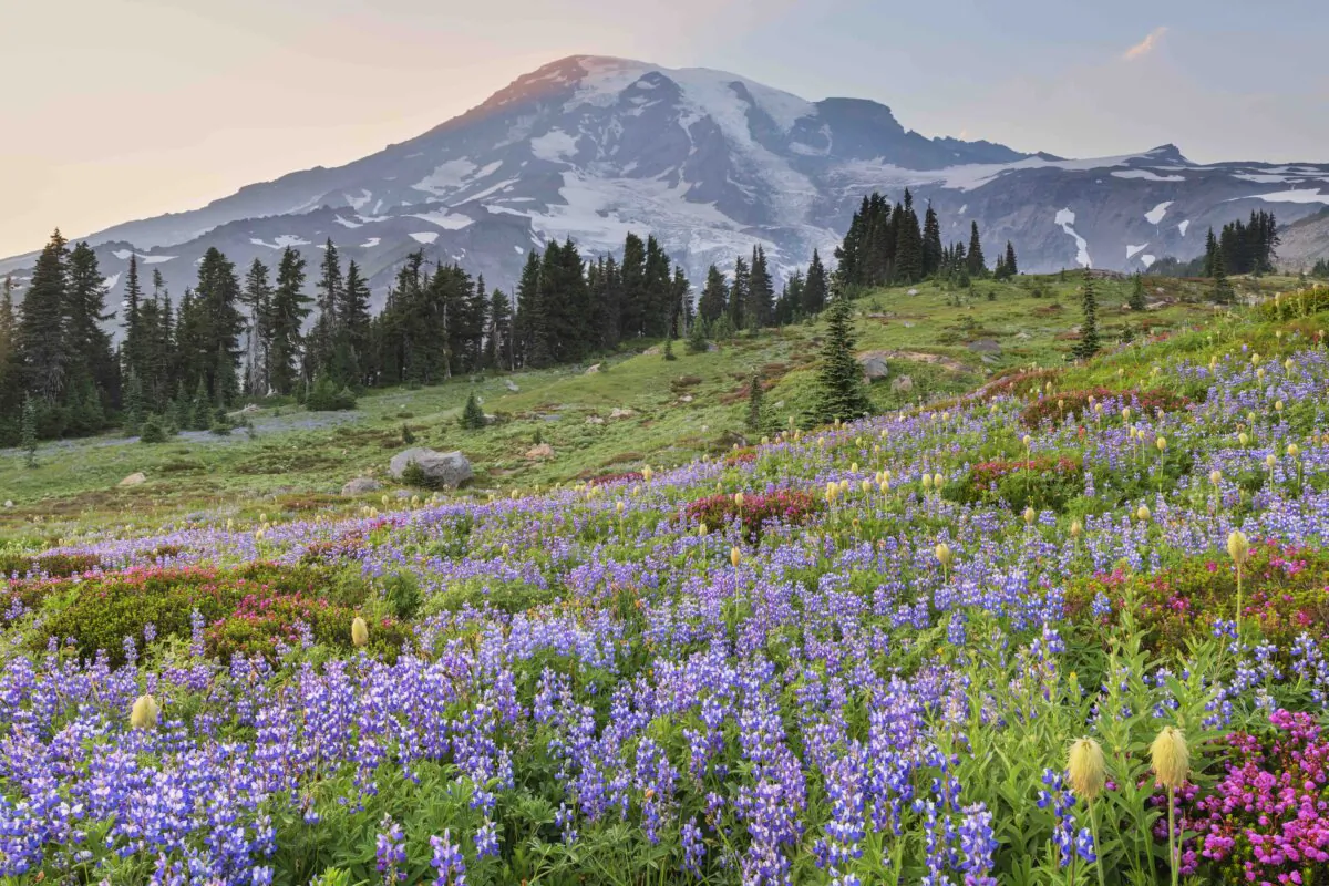 The Paradise wildflower meadow at Mount Rainier National Park. (Getty Images)