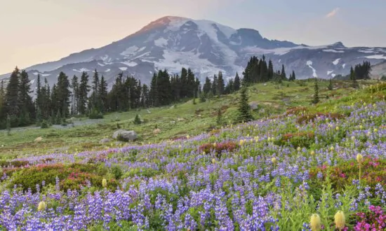The 5 Best Places in the US to Spot Wildflowers