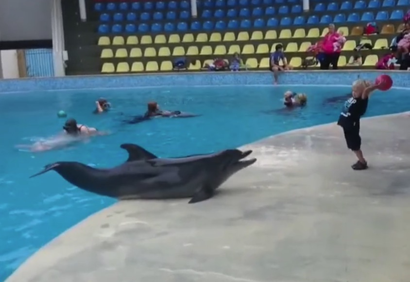 Toddler Plays Fetch With Dolphin