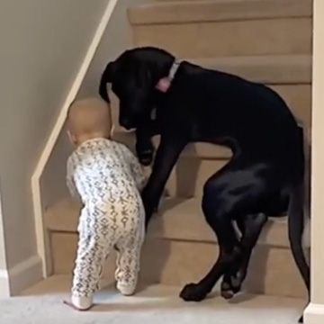 Protective Pup Keeps Kid From Climbing