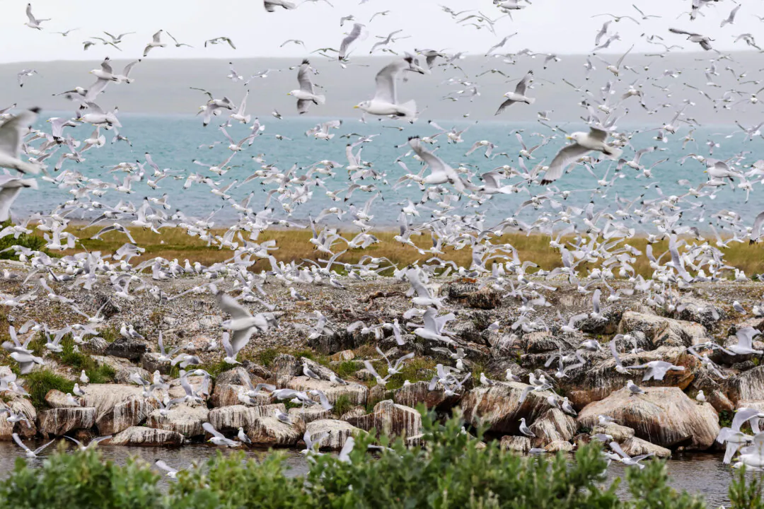 Birds in Norway after a bird flu outbreak, in a file image. (Yvind Zahl Arntzen/NTD/AFP via Getty Images)