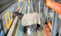 Horse Who Escaped Heavy Rain Waits Patiently to Board the Train—Then This Happens