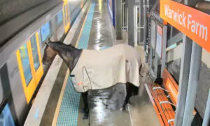 Horse Who Escaped Heavy Rain Waits Patiently to Board the Train—Then This Happens