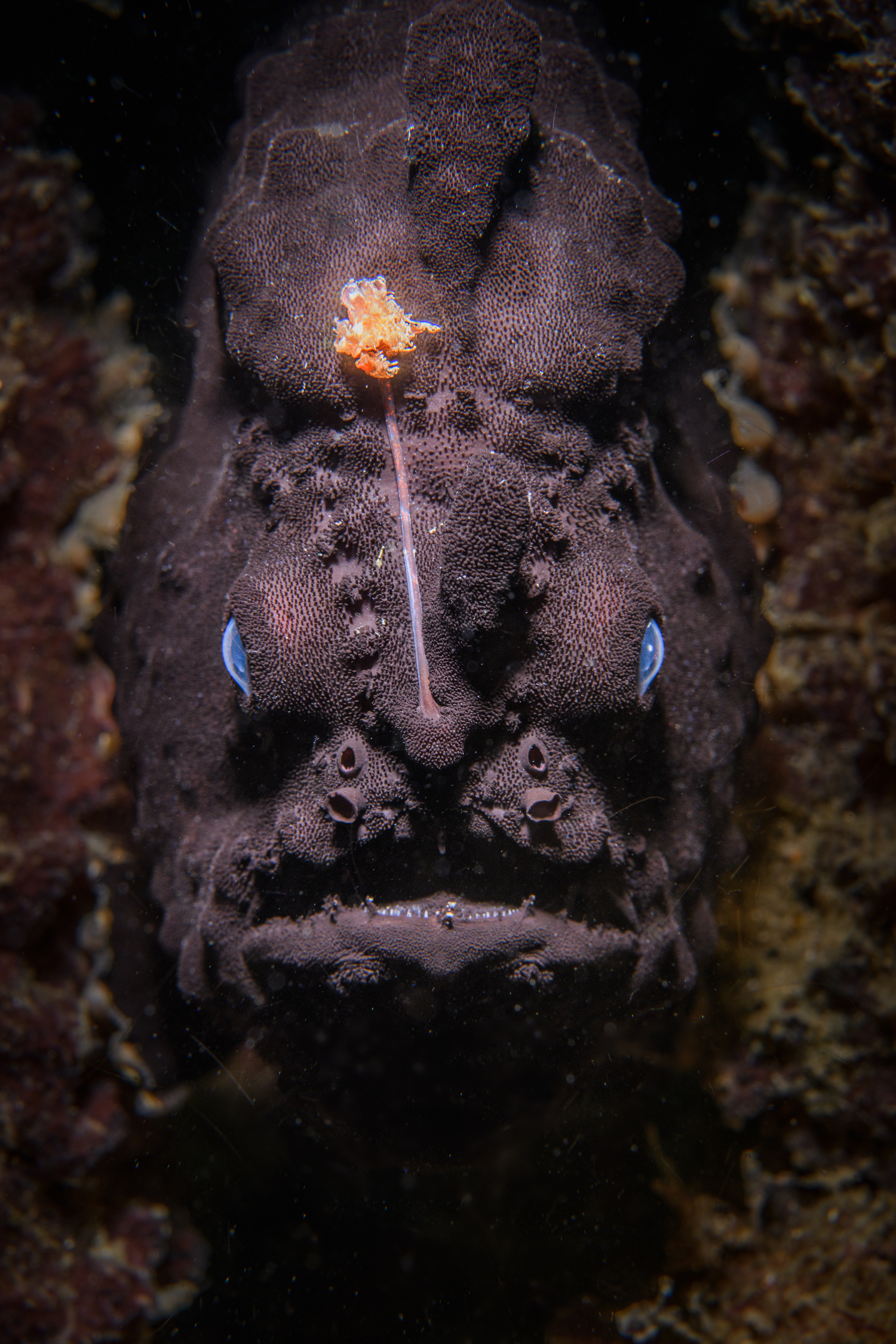 Angler Fish by Mr. Remy.