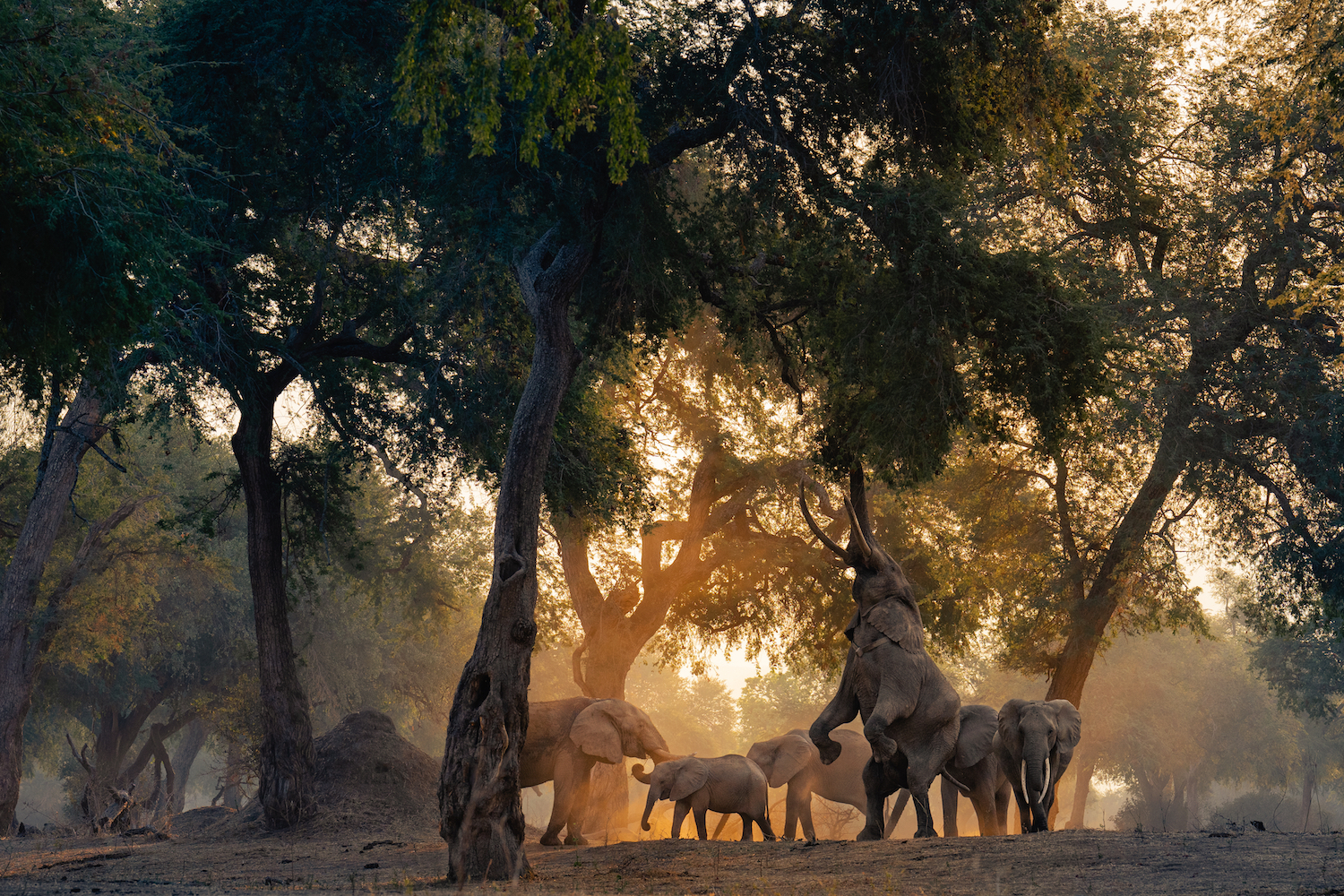 Reaching for the top by Lukas Walter won the bronze award for the category, "Behavior - Mammals."