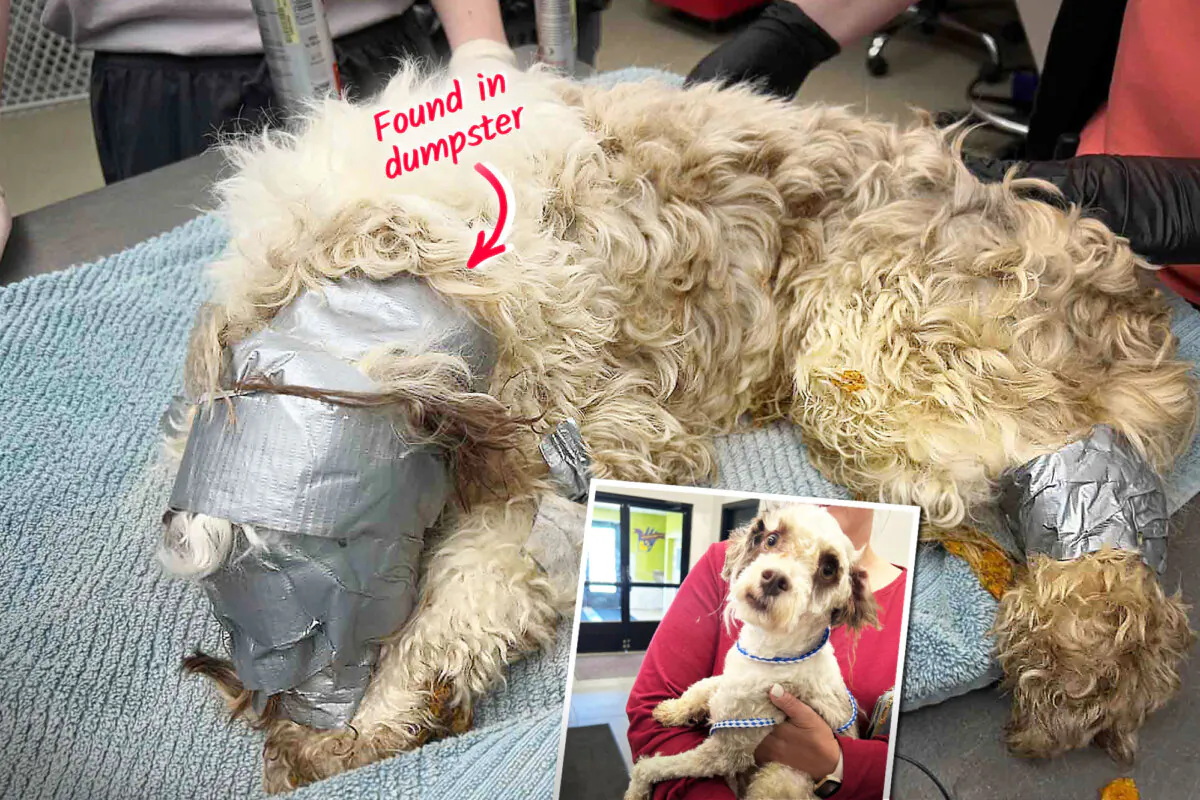 Leo the dog before and after staff removed duct tape from his head, legs, and tail. (Illustration by The Epoch Times, Courtesy of Nebraska Humane Society)