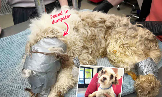 Staff Find Lost Dog With Head Duct-Taped in Dumpster Behind Building—But Worried Owner Is Reunited