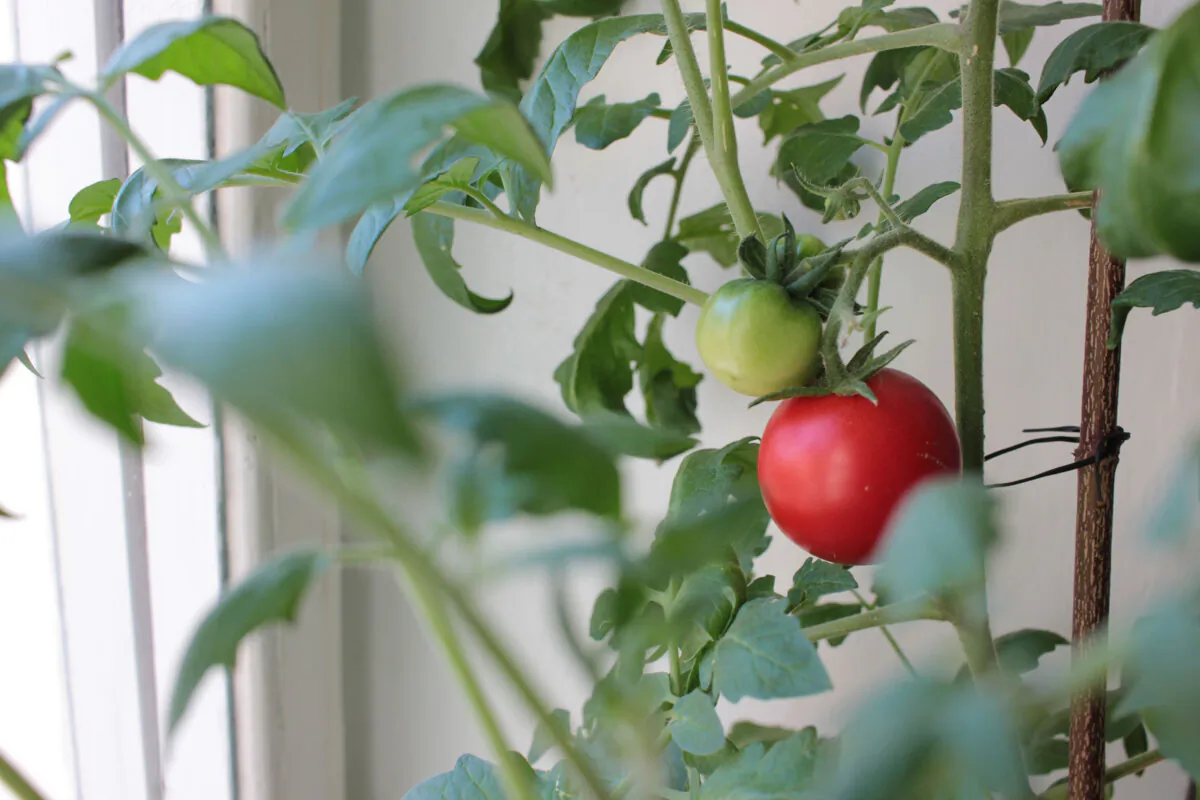 You can lower your grocery bill by starting a vegetable garden. (Dreamstime/TNS)