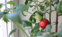 Lower Your Grocery Bill by Starting a Garden. It’s Possible No Matter How Big an Area You Have