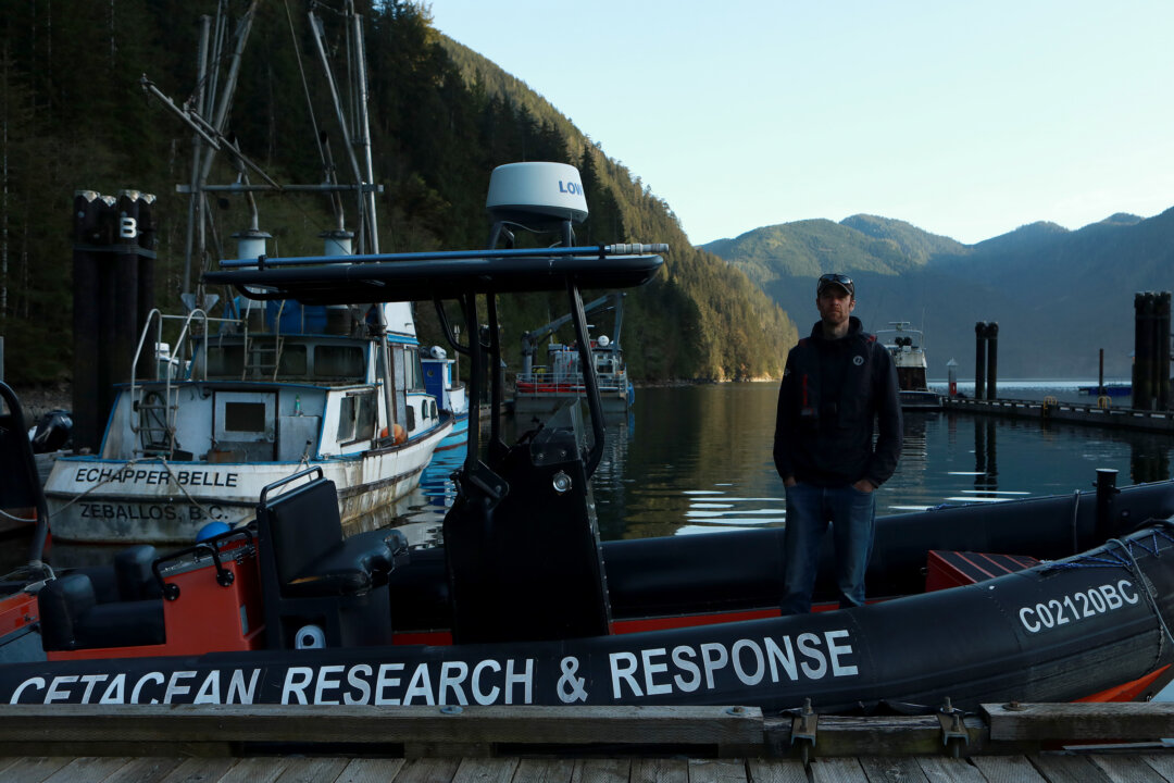 Whale Experts Confident Orca Calf Will Survive, Find Family If Rescue Plan Succeeds