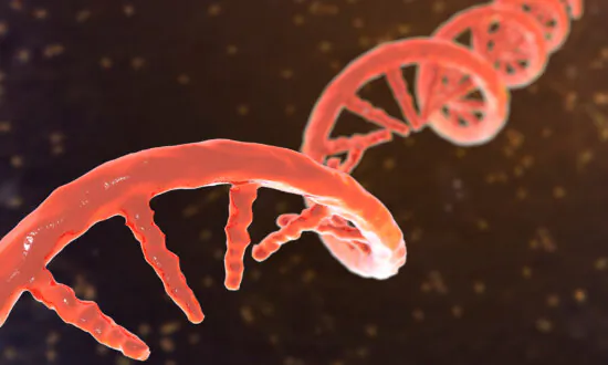 Molecular model of messenger ribonucleic acid (mRNA), in an undated file image. (Kateryna Kon/Shutterstock
