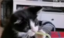 Kitten Tries to Drink Soda Through a Straw