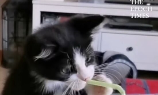 Kitten Tries to Drink Soda Through a Straw