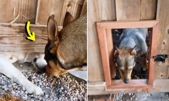 Neighbors Build Secret Dog Door in the Fence—See Their Canines' Happy Reaction
