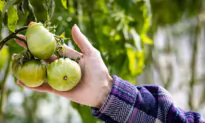 Veterans Find Healing and Renewed Purpose Through Program That Teaches Them To Become Farmers