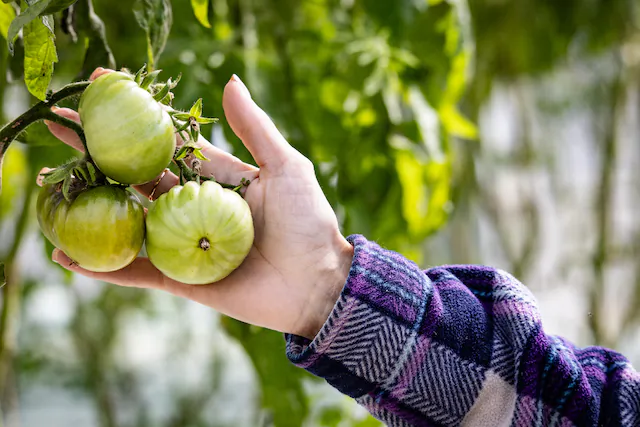 Hydroponically grown tomatoes at Archi's Acres in Escondido, Calif. (John Fredricks for American Essence)