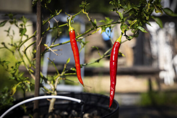 red pepper