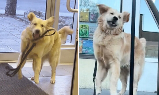 Hilarious Video Captures Golden Retriever Throwing Temper Tantrums When He Doesn't Get His Way