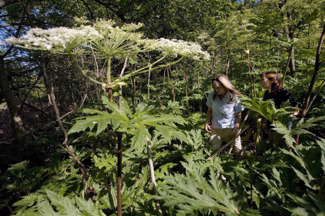 Dangerous, Invasive Plant Species Blooming in Ontario