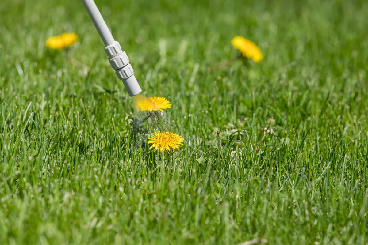 If the weed and feed label says to not apply it within the tree root zone, then don't do it. (J.J. Gouin/Shutterstock)