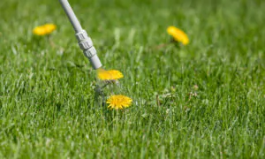Using the Right Lawn Weedkiller