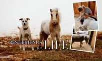 Neglected Mini Horse Rescued From Kill Pen Now Roams Free With His BFF Dog