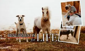 Neglected Mini Horse Rescued From Kill Pen Now Roams Free With His BFF Dog