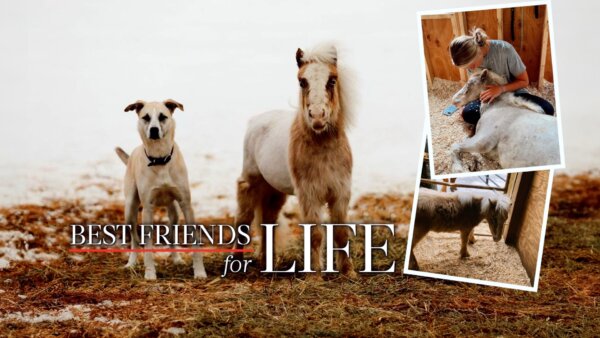 Neglected Mini Horse Rescued From Kill Pen Now Roams Free With His BFF Dog