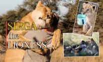Abandoned Lion Cub Saved, Now Goes Hunting With the Man Who Raised Her