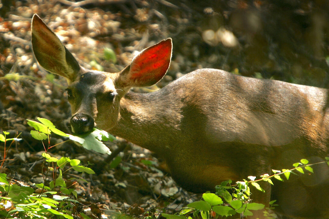County Supervisors Oppose Proposal to Shoot Deer Population on Catalina ...