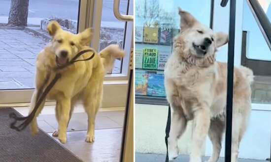 Hilarious Video Captures Golden Retriever Throwing Temper Tantrums When He Doesn't Get His Way