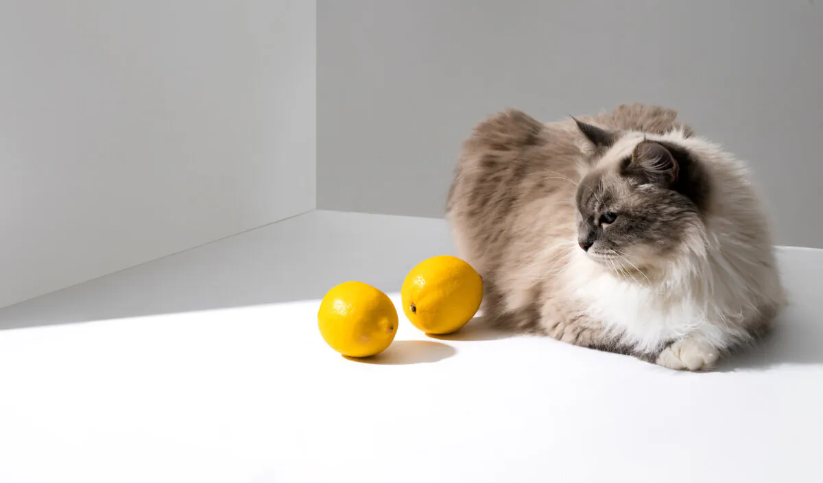 Lemons are great for preventing unwanted felines from marking their territory in your yard. (AveCamera/Shutterstock)