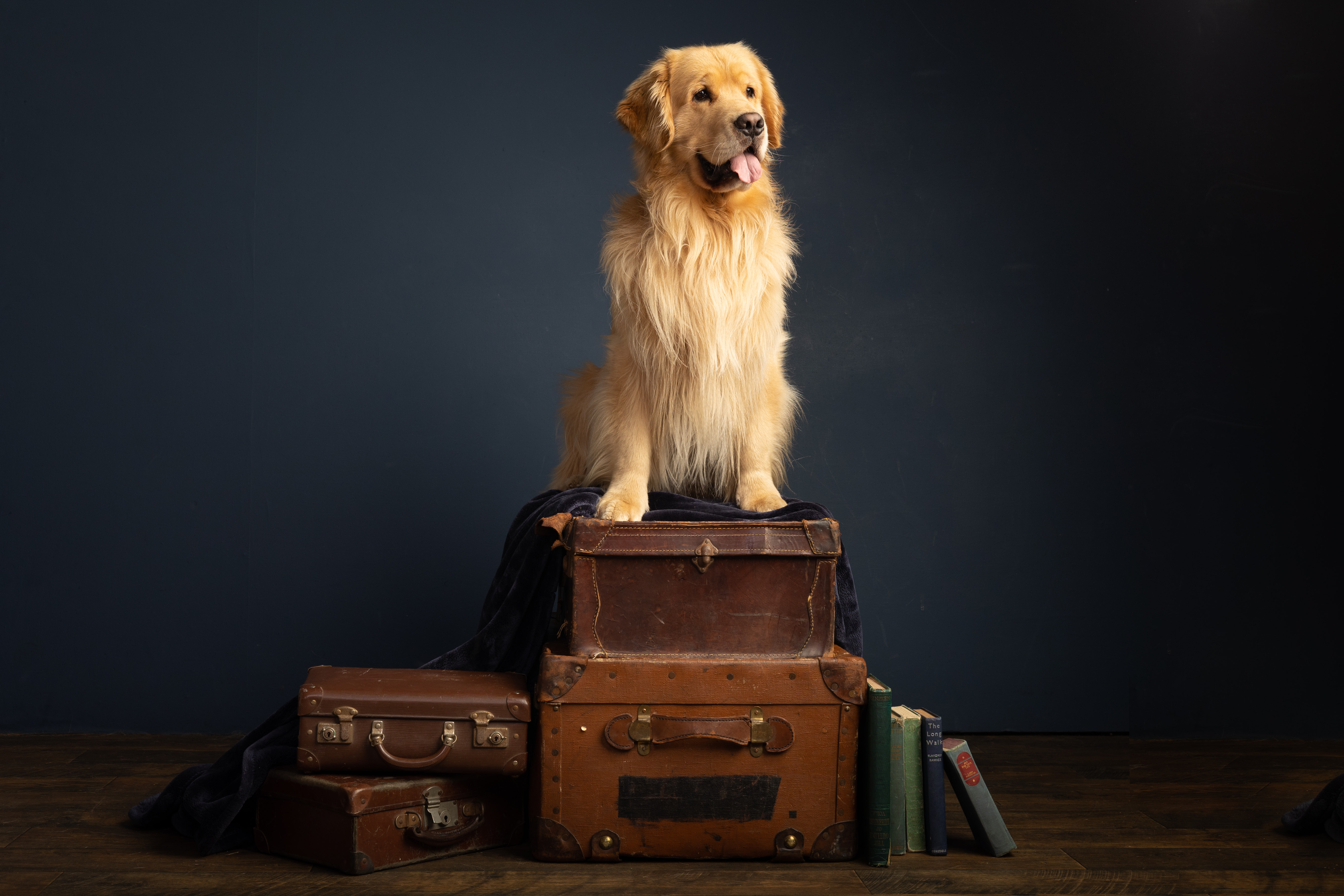 Marley, the six-year-old golden retriever.