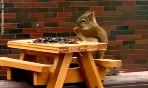 Squirrel Shows Off Perfect Table Manners