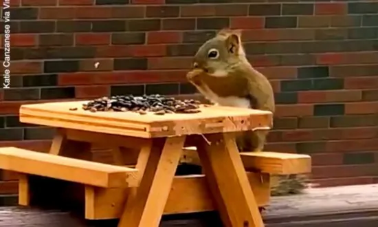 Squirrel Shows Off Perfect Table Manners