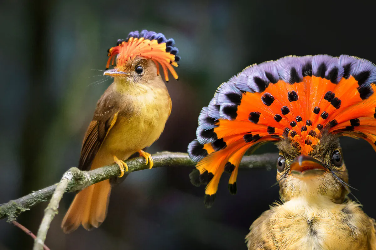 The royal flycatcher. (Illustration by The Epoch Times, Shutterstock)