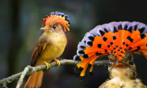 The Royal Flycatcher Has a Bright-Red Retracting Fan-Shaped Crest—Here’s the Weird Reason Why