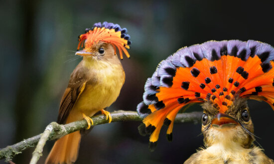 The Royal Flycatcher Has a Bright-Red Retracting Fan-Shaped Crest—Here's the Weird Reason Why